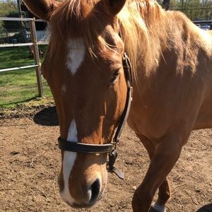 Meet your Posher, Jordan